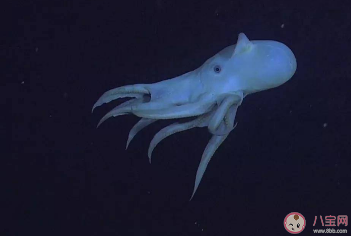 小飛象章魚的大耳朵實際上是它的什么 神奇海洋10月7日答案 小飛象章魚的大耳朵實際上是它的什么 神奇海洋10月7日答案