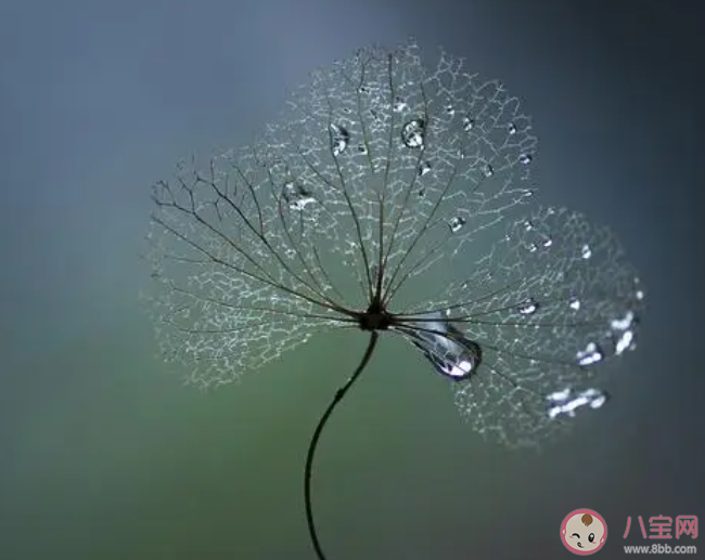 白居易詩句裊裊涼風動凄凄寒露露描寫的是哪個節氣 螞蟻莊園10月8日答案介紹 白居易詩句裊裊涼風動凄凄寒露露描寫的是哪個節氣 螞蟻莊園10月8日答案介紹