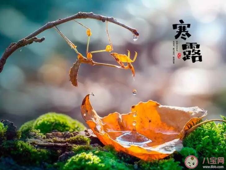 白居易詩句裊裊涼風動凄凄寒露露描寫的是哪個節氣 螞蟻莊園10月8日答案介紹 白居易詩句裊裊涼風動凄凄寒露露描寫的是哪個節氣 螞蟻莊園10月8日答案介紹