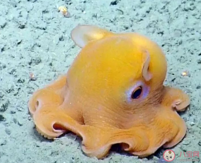 小飛象章魚的大耳朵實際上是它的鰭還是鰓 神奇海洋10月7日答案 小飛象章魚的大耳朵實際上是它的鰭還是鰓 神奇海洋10月7日答案