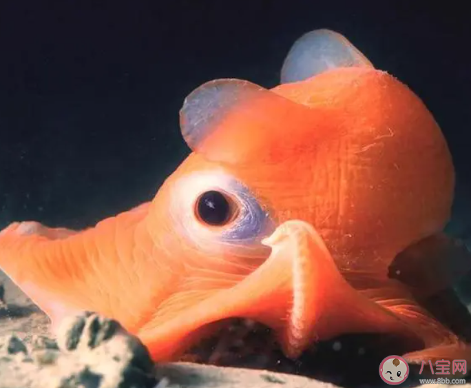 小飛象章魚的大耳朵實際上是它的鰭還是鰓 神奇海洋10月7日答案 小飛象章魚的大耳朵實際上是它的鰭還是鰓 神奇海洋10月7日答案