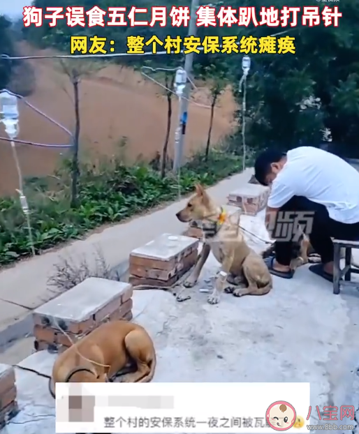 狗子誤食月餅集體打吊針是怎么回事 狗狗不能吃月餅嗎 狗子誤食月餅集體打吊針是怎么回事 狗狗不能吃月餅嗎