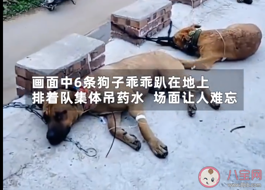 狗子誤食月餅集體打吊針是怎么回事 狗狗不能吃月餅嗎 狗子誤食月餅集體打吊針是怎么回事 狗狗不能吃月餅嗎