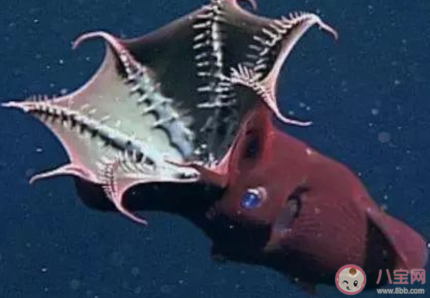 哪種海洋動物被稱為吸血鬼烏賊 神奇海洋10月8日答案 哪種海洋動物被稱為吸血鬼烏賊 神奇海洋10月8日答案