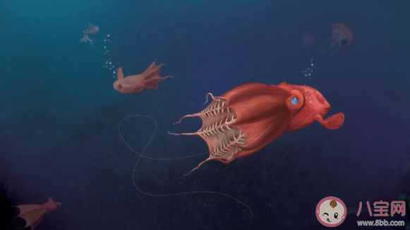 哪種海洋動物被稱為吸血鬼烏賊 神奇海洋10月8日答案 哪種海洋動物被稱為吸血鬼烏賊 神奇海洋10月8日答案