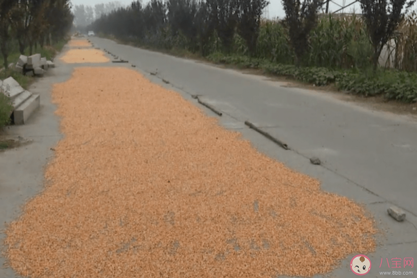 村民公路曬糧還擺上釘子石塊 如何看待公路上曬糧食