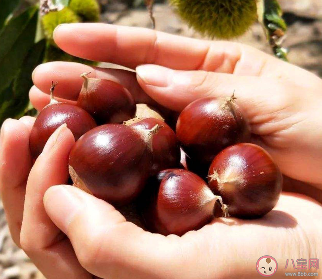 女子吃烤栗子被炸嘴腫得張不開 炒板栗為什么會爆炸