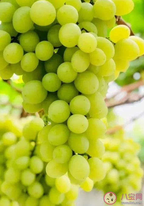 陽光玫瑰為什么沒人買了 陽光玫瑰葡萄能夠長久保存是泡藥水了嗎 陽光玫瑰為什么沒人買了 陽光玫瑰葡萄能夠長久保存是泡藥水了嗎