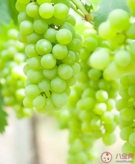 陽光玫瑰為什么沒人買了 陽光玫瑰葡萄能夠長久保存是泡藥水了嗎 陽光玫瑰為什么沒人買了 陽光玫瑰葡萄能夠長久保存是泡藥水了嗎