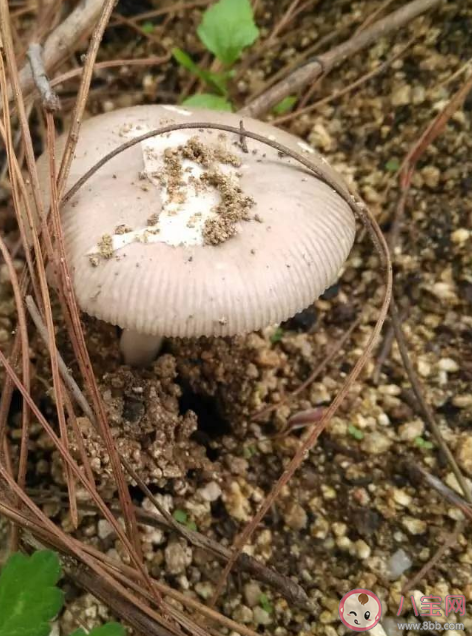 云南發現1.4公斤重大雞樅 雞樅菌可以人工種植嗎 云南發現1.4公斤重大雞樅 雞樅菌可以人工種植嗎