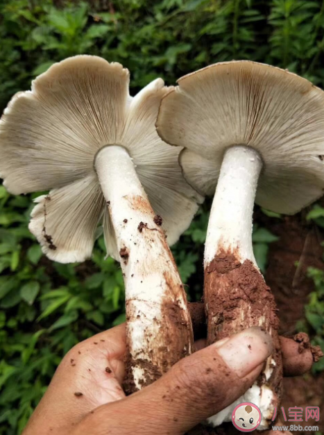 云南發現1.4公斤重大雞樅 雞樅菌可以人工種植嗎 云南發現1.4公斤重大雞樅 雞樅菌可以人工種植嗎