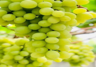 陽光玫瑰為什么沒人買了 陽光玫瑰葡萄能夠長久保存是泡藥水了嗎