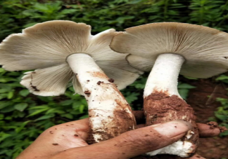 云南發(fā)現(xiàn)1.4公斤重大雞樅 雞樅菌可以人工種植嗎