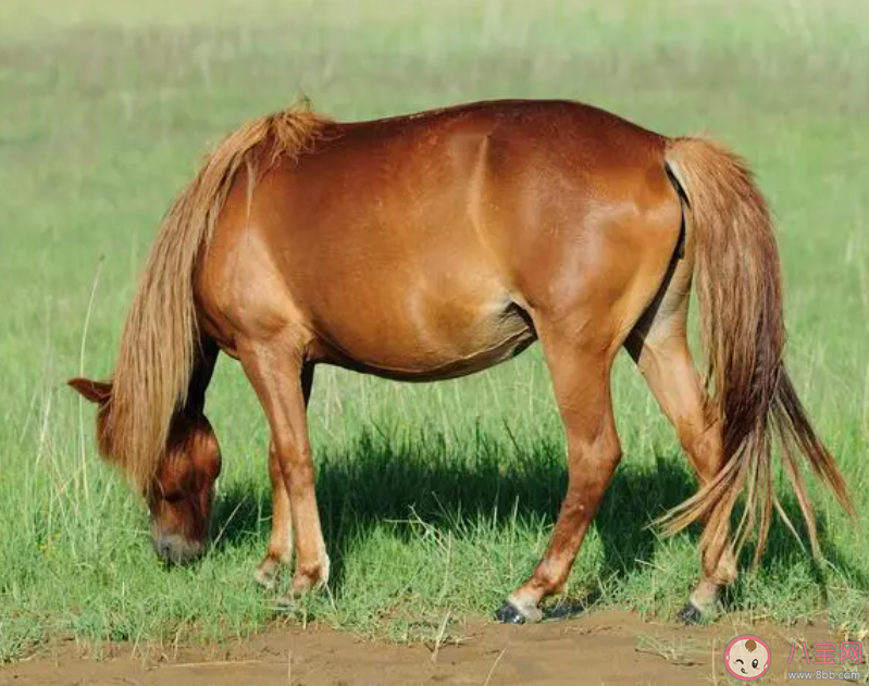我們常見的哪種動物每只腳只有一個腳趾 螞蟻莊園10月11日答案