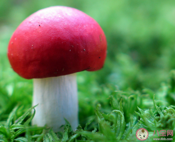 蘑菇和茄子一起吃會中毒嗎 吃了有毒的蘑菇怎么辦 蘑菇和茄子一起吃會中毒嗎 吃了有毒的蘑菇怎么辦