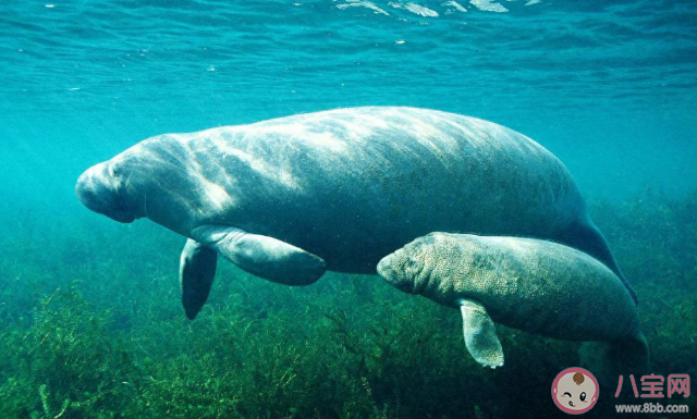 海洋中的海牛和陸地上的牛有什么相似點 螞蟻森林神奇海洋10月11日答案