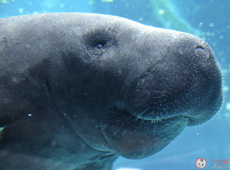 海牛和陸地上的牛有什么相似點 神奇海洋10月11日答案 海牛和陸地上的牛有什么相似點 神奇海洋10月11日答案