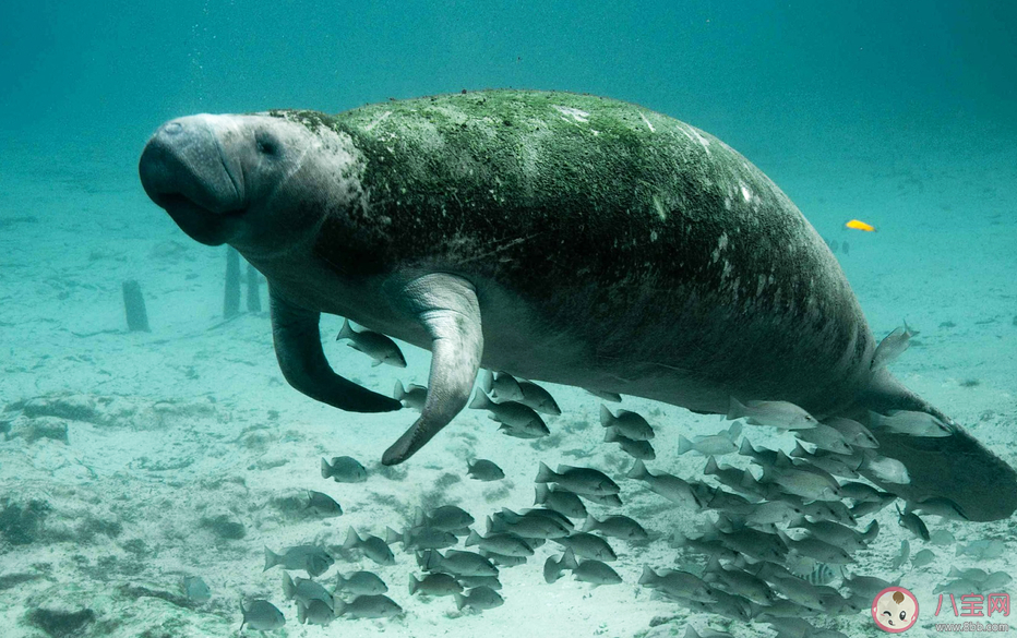 海牛和陸地上的牛有什么相似點 神奇海洋10月11日答案 海牛和陸地上的牛有什么相似點 神奇海洋10月11日答案