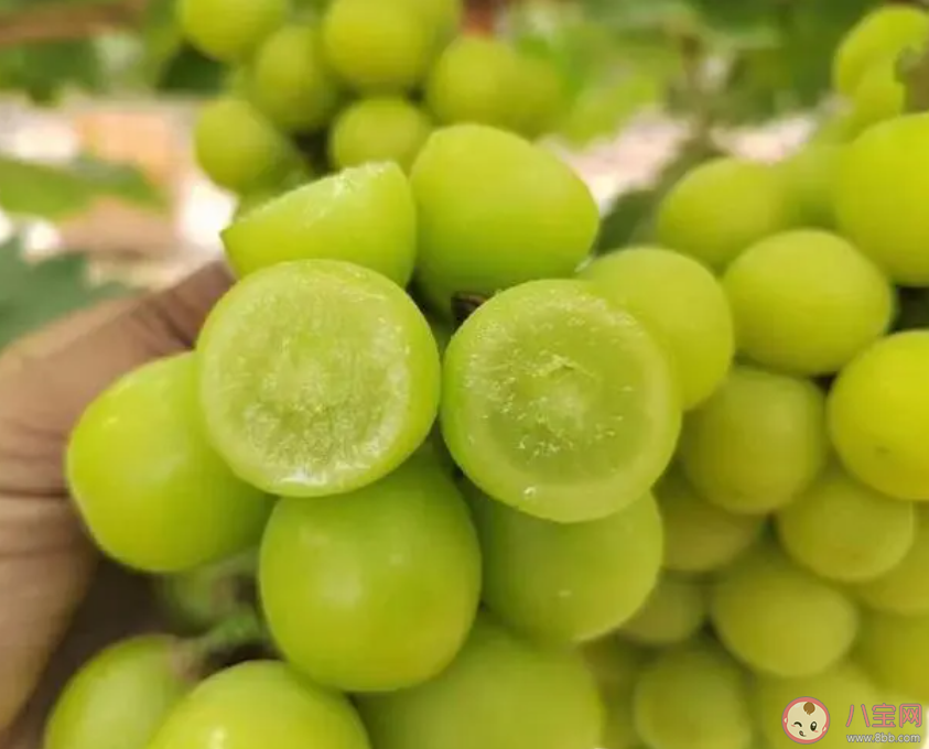 陽光玫瑰銷量不如巨峰葡萄是怎么回事 陽光玫瑰為什么不受歡迎了 陽光玫瑰銷量不如巨峰葡萄是怎么回事 陽光玫瑰為什么不受歡迎了