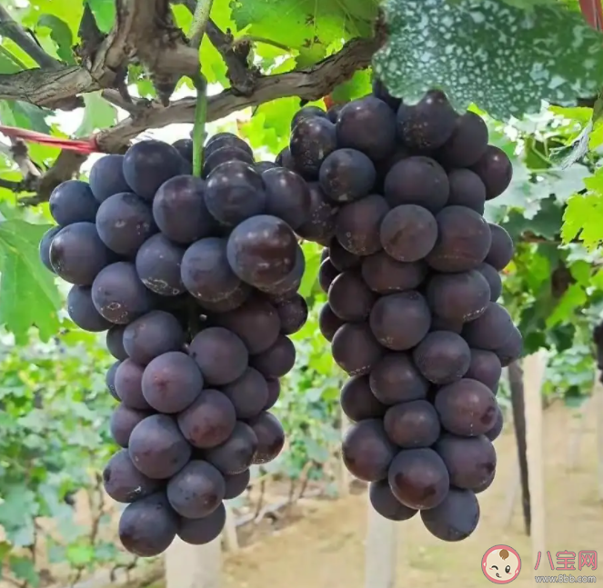 陽光玫瑰銷量不如巨峰葡萄是怎么回事 陽光玫瑰為什么不受歡迎了 陽光玫瑰銷量不如巨峰葡萄是怎么回事 陽光玫瑰為什么不受歡迎了