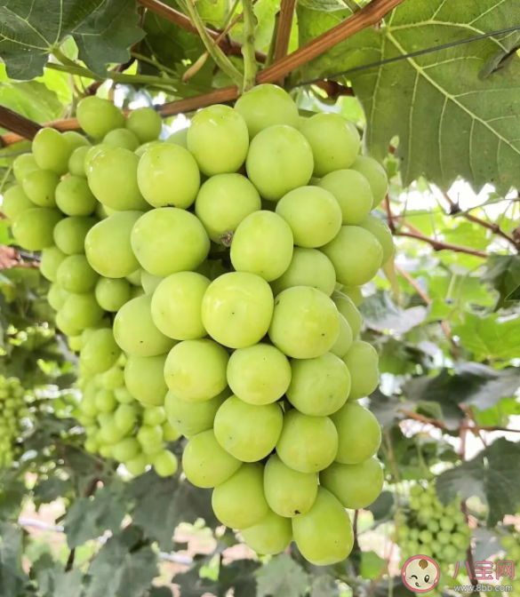 陽光玫瑰銷量不如巨峰葡萄是怎么回事 陽光玫瑰為什么不受歡迎了 陽光玫瑰銷量不如巨峰葡萄是怎么回事 陽光玫瑰為什么不受歡迎了