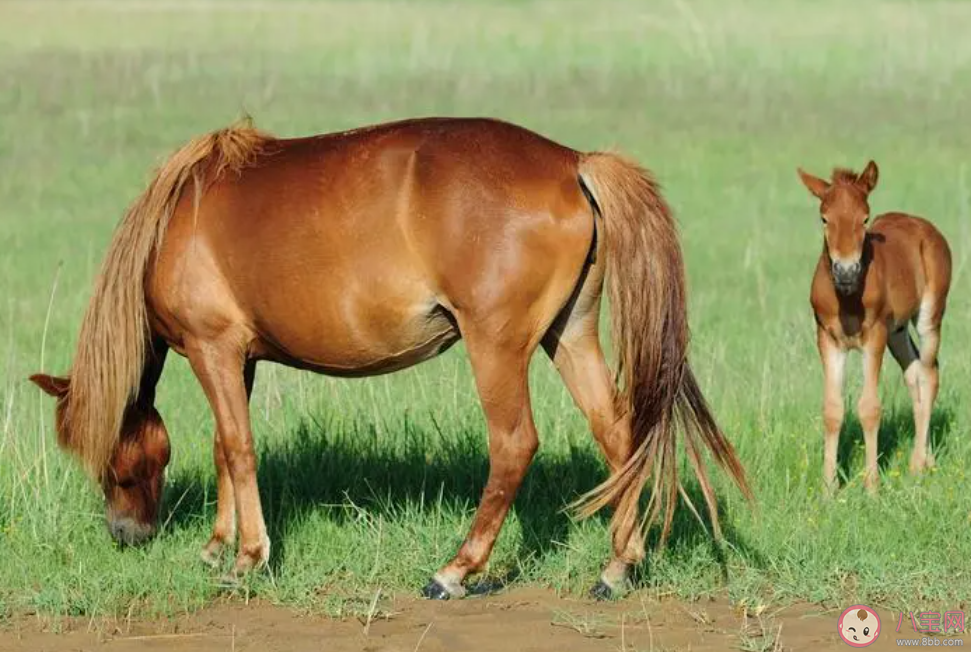 毛病一詞中毛最早指的是什么 螞蟻莊園10月13日答案介紹