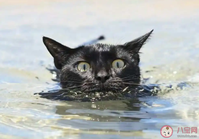 以下哪種動物天生會游泳 螞蟻莊園10月14日答案介紹 以下哪種動物天生會游泳 螞蟻莊園10月14日答案介紹