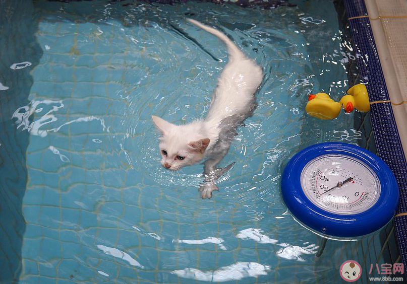以下哪種動物天生會游泳 螞蟻莊園10月14日答案介紹 以下哪種動物天生會游泳 螞蟻莊園10月14日答案介紹