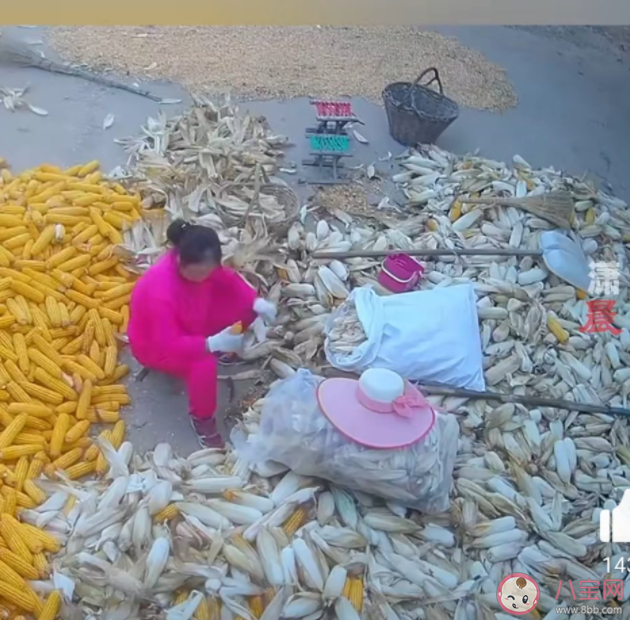 岳母來走親戚結(jié)果連剝十幾天玉米 玉米怎么剝更輕松