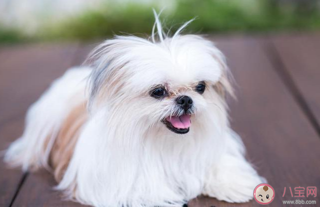 有必要給寵物上保險嗎 寵物保險是必備還是深坑 有必要給寵物上保險嗎 寵物保險是必備還是深坑