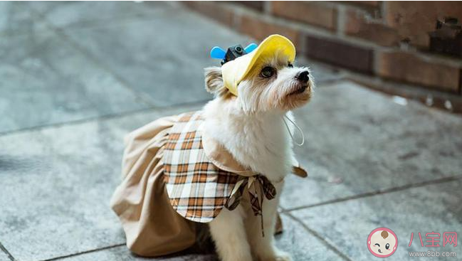 有必要給寵物上保險嗎 寵物保險是必備還是深坑 有必要給寵物上保險嗎 寵物保險是必備還是深坑