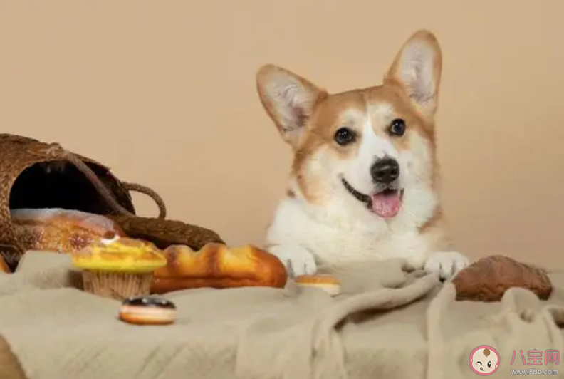 有必要給寵物上保險嗎 寵物保險是必備還是深坑 有必要給寵物上保險嗎 寵物保險是必備還是深坑