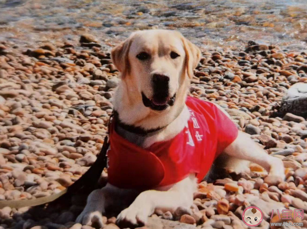 導盲犬是通過紅綠燈的顏色來判斷能否過馬路嗎 螞蟻莊園10月17日答案 導盲犬是通過紅綠燈的顏色來判斷能否過馬路嗎 螞蟻莊園10月17日答案