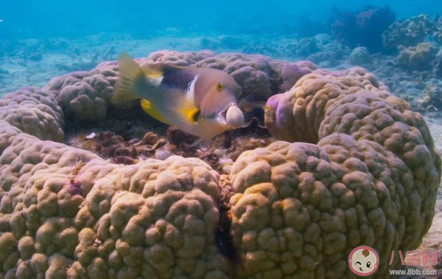 以下哪種海洋魚類會利用工具打開食物 螞蟻森林神奇海洋10月16日答案 以下哪種海洋魚類會利用工具打開食物 螞蟻森林神奇海洋10月16日答案