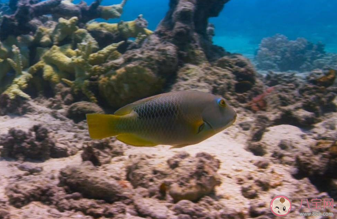 以下哪種海洋魚類會利用工具打開食物 螞蟻森林神奇海洋10月16日答案 以下哪種海洋魚類會利用工具打開食物 螞蟻森林神奇海洋10月16日答案