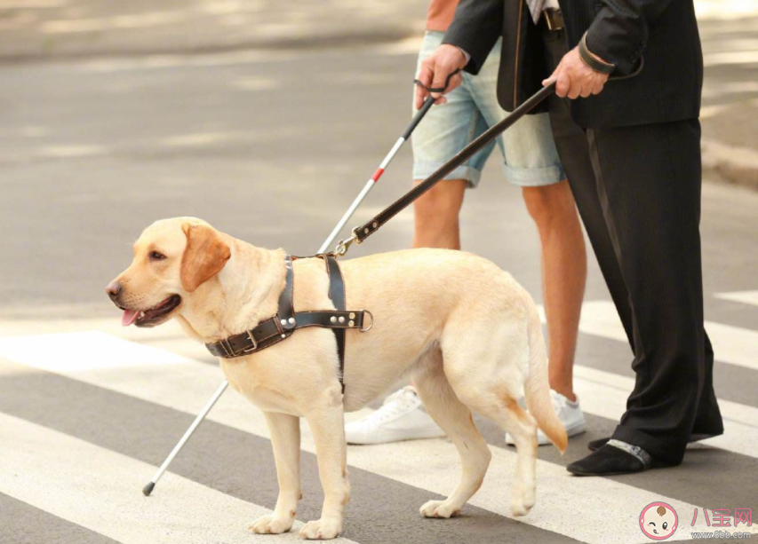 導盲犬是通過紅綠燈來判斷過馬路嗎 螞蟻莊園10月17日答案介紹 導盲犬是通過紅綠燈來判斷過馬路嗎 螞蟻莊園10月17日答案介紹