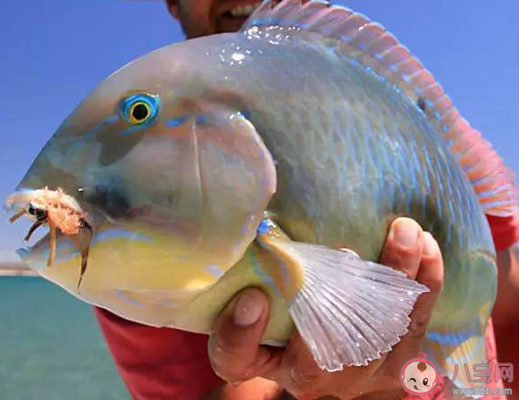 以下哪種海洋魚類會(huì)利用工具打開食物 螞蟻莊園10月17日答案最新