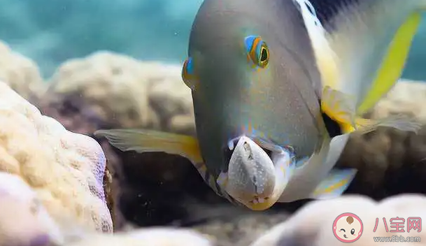 以下哪種海洋魚類會(huì)利用工具打開食物 螞蟻莊園10月17日答案最新