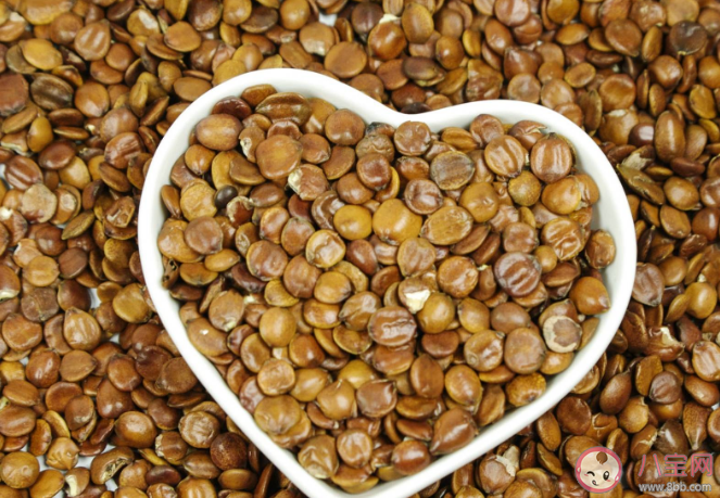 酸棗仁暴漲至千元是誰在炒作 酸棗仁有什么藥用價值 酸棗仁暴漲至千元是誰在炒作 酸棗仁有什么藥用價值