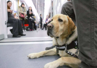 導(dǎo)盲犬是通過紅綠燈的顏色來判斷能否過馬路嗎 螞蟻莊園10月17日答案