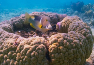 以下哪種海洋魚類會利用工具打開食物 螞蟻森林神奇海洋10月16日答案