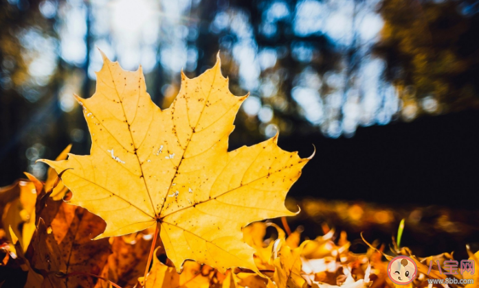 很多樹木到了秋季會落葉這和葉子的哪種特點有關 螞蟻莊園10月18日答案