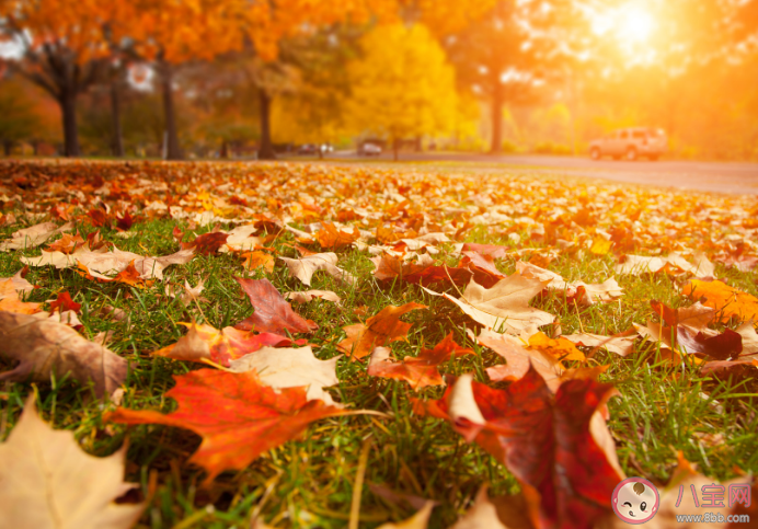 很多樹木到了秋季會落葉這和葉子的哪種特點有關 螞蟻莊園10月18日答案