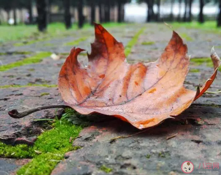 樹木到了秋季落葉是和葉子的哪種特點(diǎn)有關(guān) 螞蟻莊園10月18日答案 樹木到了秋季落葉是和葉子的哪種特點(diǎn)有關(guān) 螞蟻莊園10月18日答案
