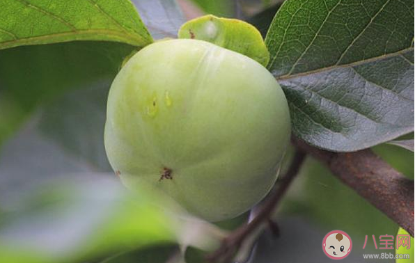 螞蟻莊園以下哪種秋季水果曾被古人用來染布 10月18日答案介紹 螞蟻莊園以下哪種秋季水果曾被古人用來染布 10月18日答案介紹