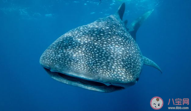 哪種鯊魚被稱為背上擁有星星的魚 神奇海洋10月17日答案 哪種鯊魚被稱為背上擁有星星的魚 神奇海洋10月17日答案