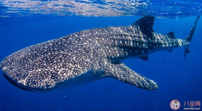 哪種鯊魚被稱為背上擁有星星的魚 神奇海洋10月17日答案 哪種鯊魚被稱為背上擁有星星的魚 神奇海洋10月17日答案