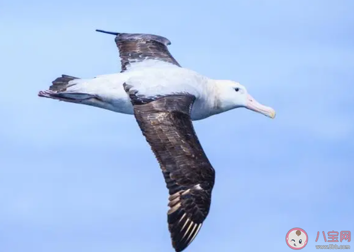 世界上現(xiàn)存翼展最寬的海鳥是什么 神奇海洋10月18日答案