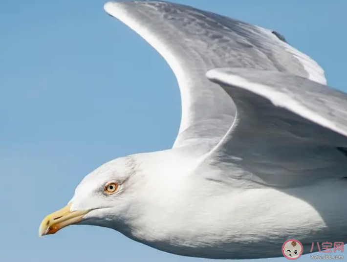 世界上現(xiàn)存翼展最寬的海鳥是什么 神奇海洋10月18日答案