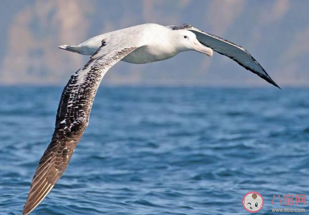 世界上現(xiàn)存翼展最寬的海鳥是什么 神奇海洋10月18日答案
